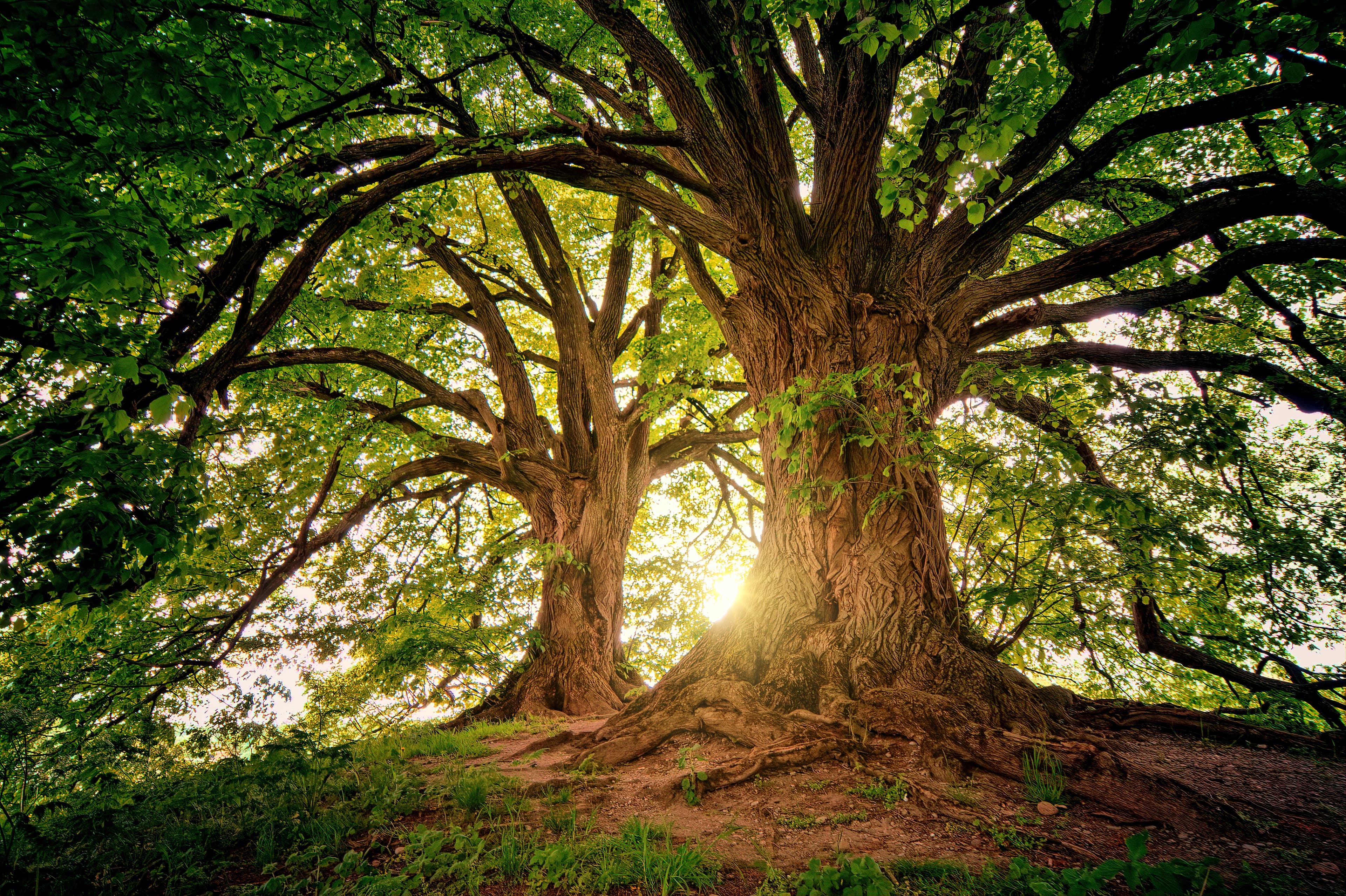 The Family Life of the Messenger (Peace Be Upon Him)